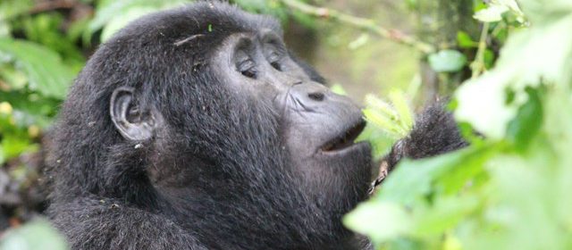 congo-gorilla-safari