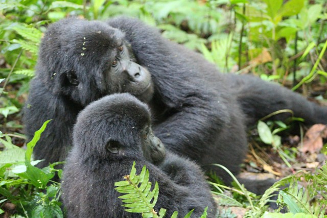 congo-gorillas