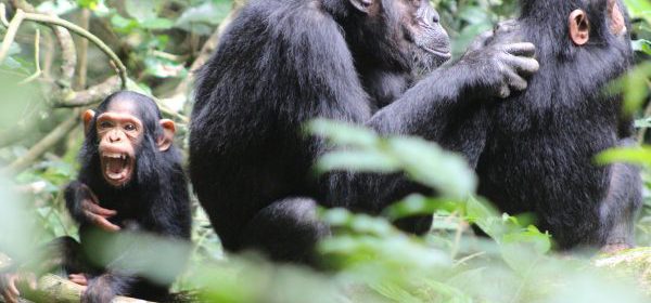 chimp trekking rwanda