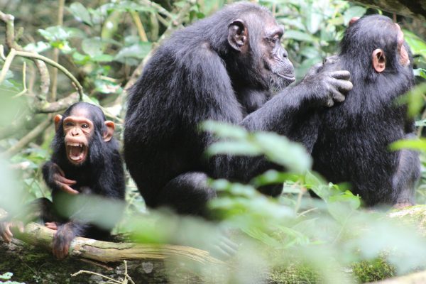 chimp trekking rwanda