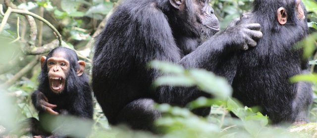 chimpanzee-trekking-uganda