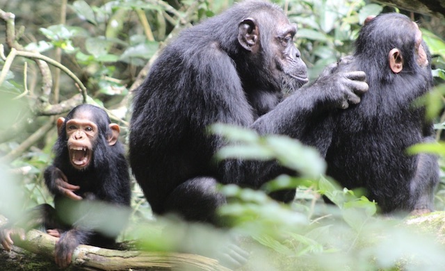 chimpanzee-trekking-uganda