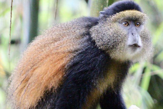 uganda-golden-monkey-trekking