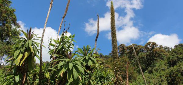 hiking rwanda