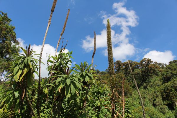 hiking rwanda