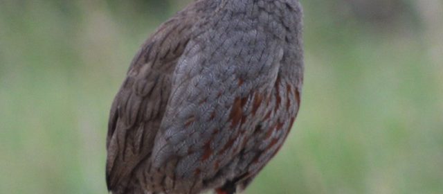 uganda-birding