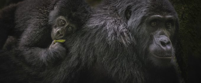 uganda-gorillas