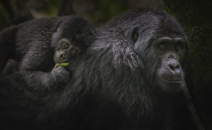 uganda-gorillas