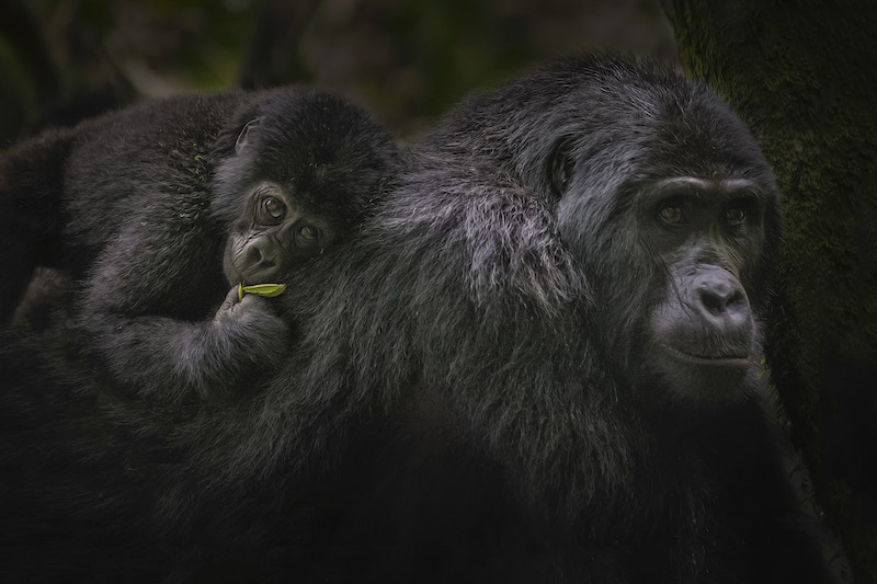 uganda-gorillas