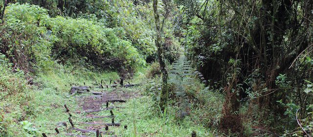 uganda-hiking-safaris