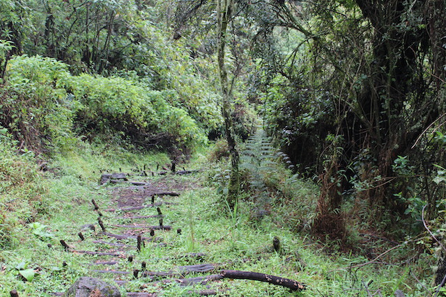 uganda-hiking-safaris