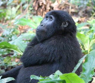 6 Days Uganda Gorilla and Chimpanzee trekking safari
