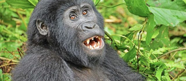 Uganda Gorilla Trekking