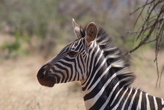 Zebra - Akagera-national-park-safari