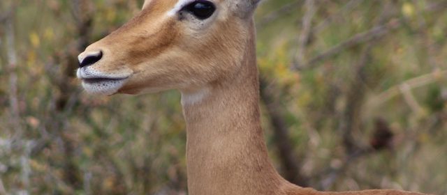 impala-akagera-national-park