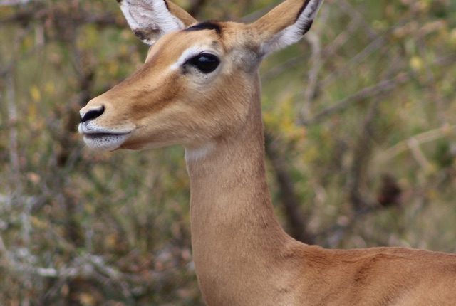 impala-akagera-national-park