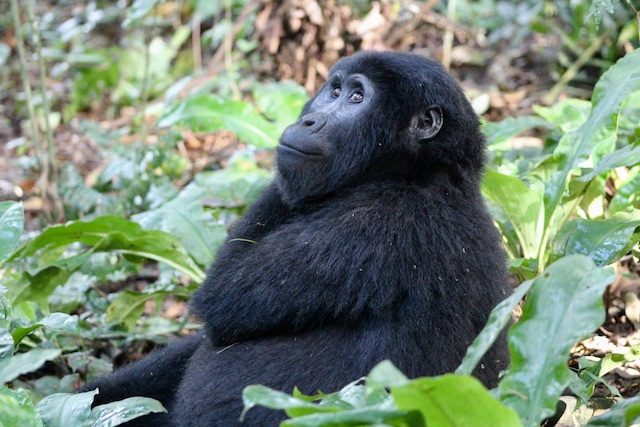 gorilla-uganda