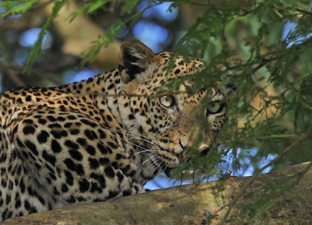 leopards in uganda