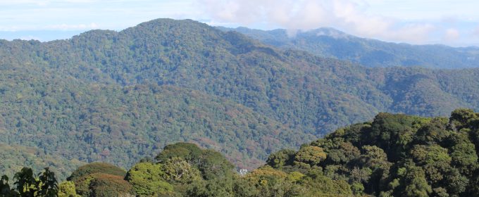 Nyungwe forest