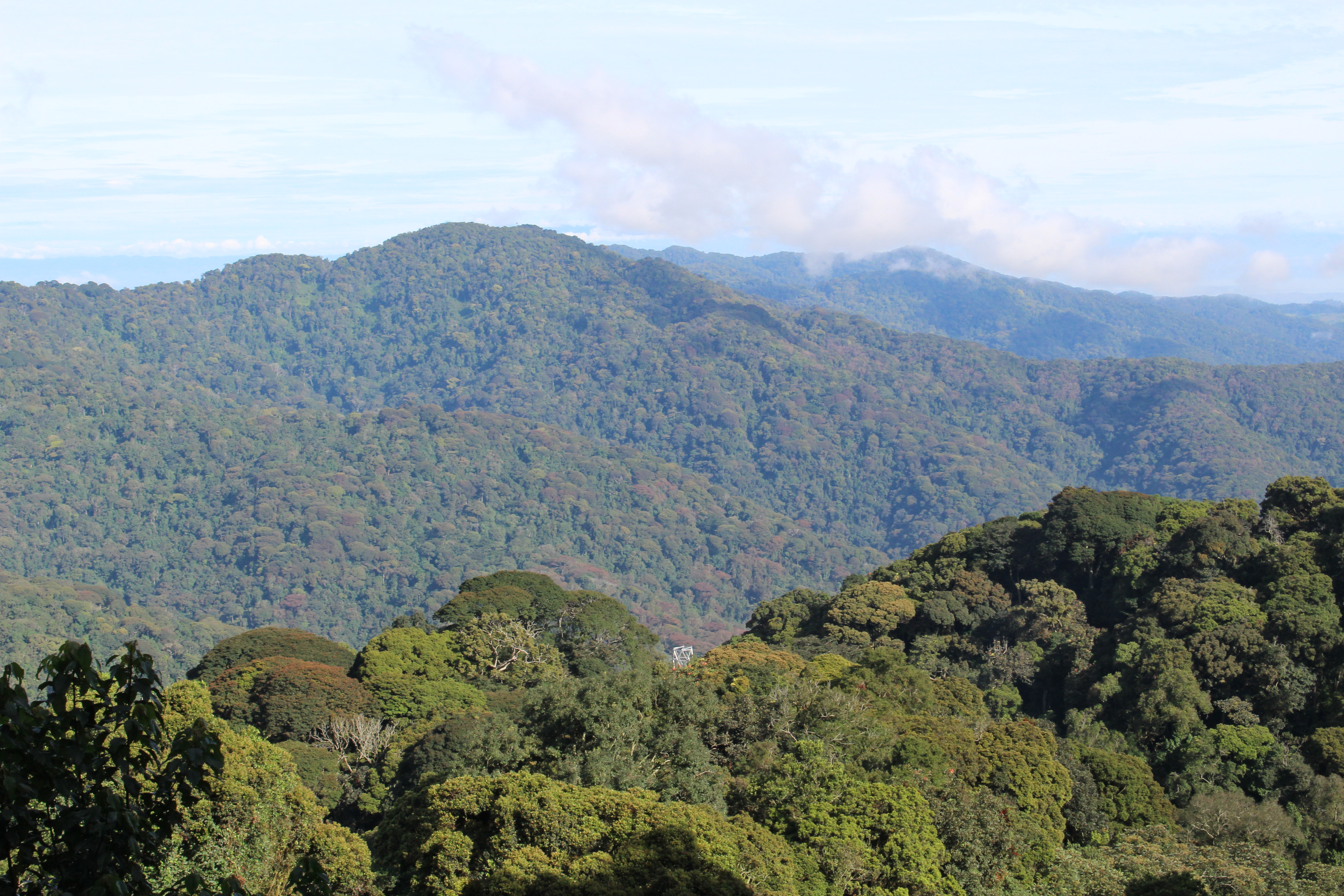 Top 5 things to do at Nyungwe Forest National Park