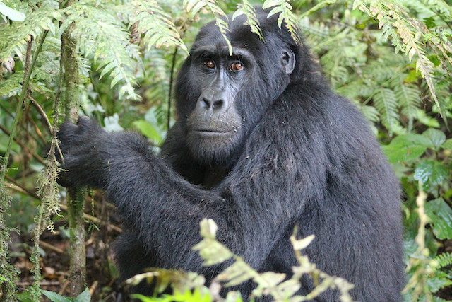 Rwanda-gorilla-trekking