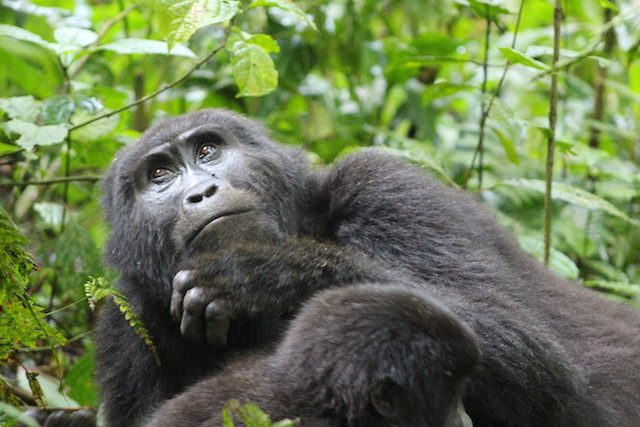 uganda-gorilla-trekking