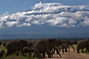 Amboseli-wildlife-safari