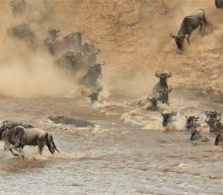 Best Safari Holiday Destinations in East Africa