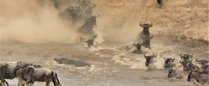 Wildebeest Mara migration