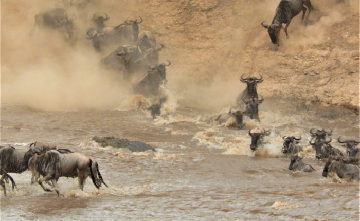 Wildebeest Mara migration