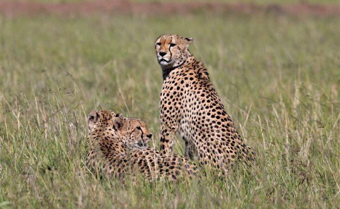 Cheetah-Masaai-Mara