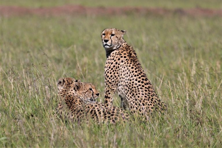 Cheetah-Masaai-Mara