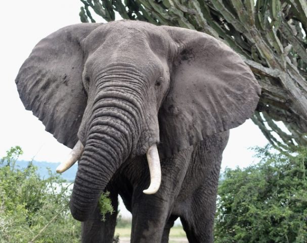 elephants-uganda