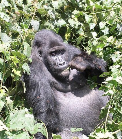 Uganda Gorilla Safaris