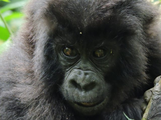 Gorilla Safari Rwanda