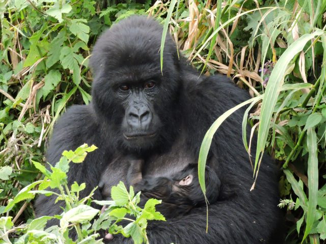 Rwanda Gorilla Safari