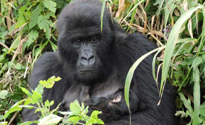 Female Mountain Gorilla