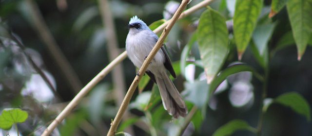 birdwatching in Congo