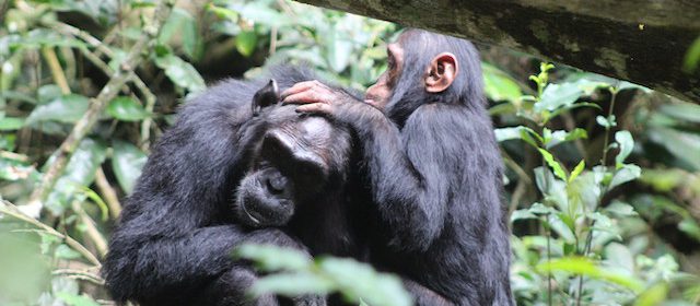 chimpazee trekking in Congo