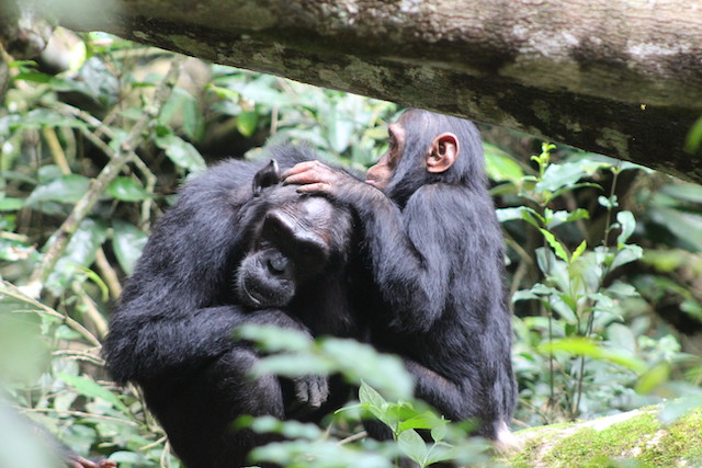 chimpazee trekking in Congo