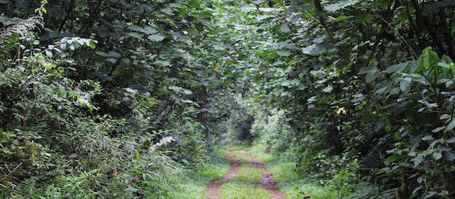 nature walks in congo