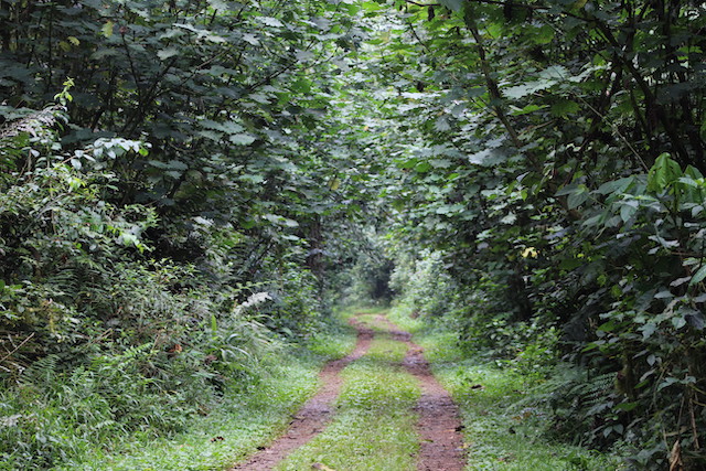 nature walks in congo