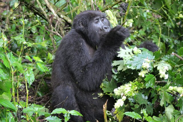 Rwanda-gorilla