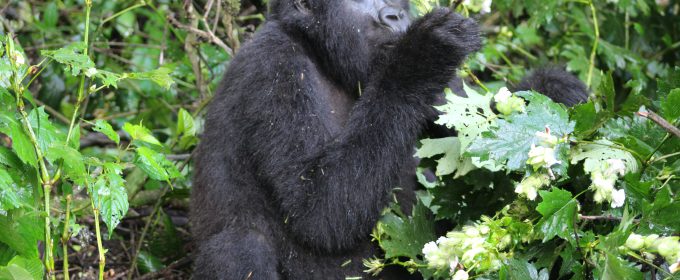 Rwanda-gorilla