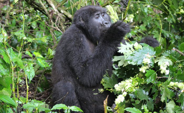 Rwanda-gorilla