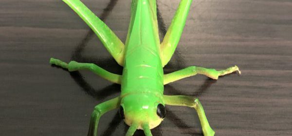 grasshopper-nsenene-uganda