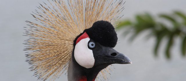 grey-crowned-crane