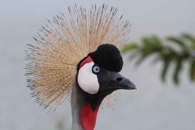 grey-crowned-crane