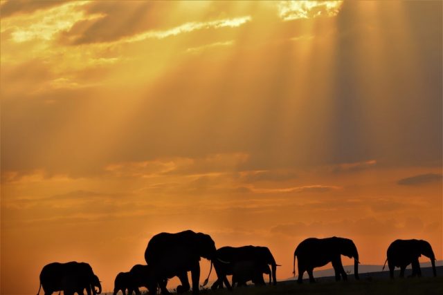 Elephants-Masaai-Mara-sunset