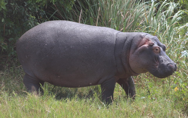 Hippo in Akagera National Park